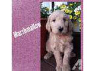 Goldendoodle Puppy for sale in EUBANK, KY, USA