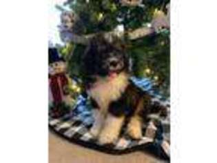 Mutt Puppy for sale in Peebles, OH, USA