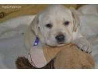 Labrador Retriever Puppy for sale in San Miguel, CA, USA