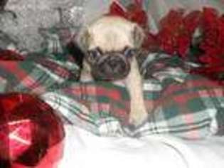 Pug Puppy for sale in Memphis, TN, USA