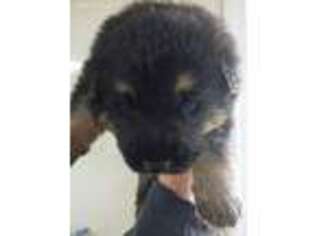 German Shepherd Dog Puppy for sale in Alexandria, MN, USA