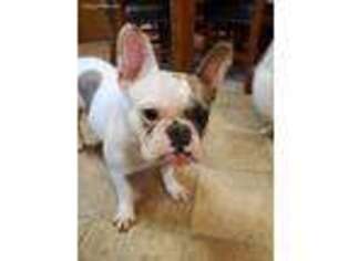 French Bulldog Puppy for sale in Vernonia, OR, USA