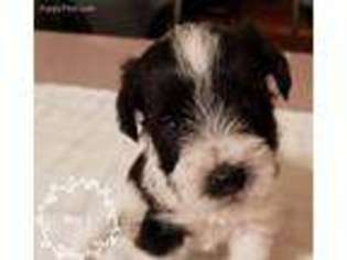 Mutt Puppy for sale in Gibsonburg, OH, USA