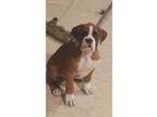 Boxer Puppy for sale in Narrowsburg, NY, USA