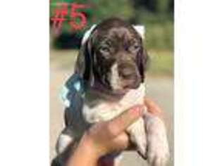 German Shorthaired Pointer Puppy for sale in Upper Lake, CA, USA