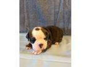 Olde English Bulldogge Puppy for sale in Mount Olivet, KY, USA