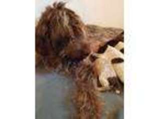 Wirehaired Pointing Griffon Puppy for sale in Calamus, IA, USA