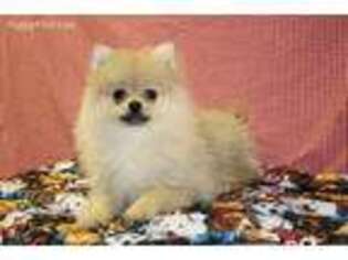 Pomeranian Puppy for sale in Danville, OH, USA