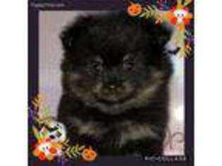 Pomeranian Puppy for sale in Elkhart, IN, USA