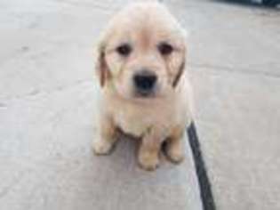 Golden Retriever Puppy for sale in Aurora, IL, USA