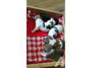 French Bulldog Puppy for sale in ANTIGO, WI, USA