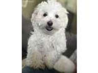 Maltese Puppy for sale in Gallatin, TN, USA