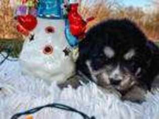 Tibetan Mastiff Puppy for sale in Mount Pleasant, IA, USA