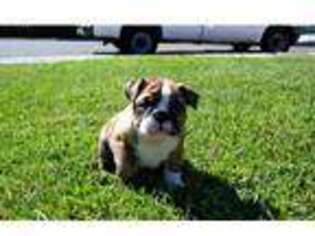 Bulldog Puppy for sale in Des Plaines, IL, USA