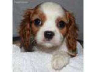 Cavalier King Charles Spaniel Puppy for sale in Millersburg, IN, USA