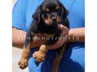 Rottweiler Puppy for sale in Pomona, CA, USA