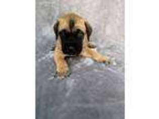Mastiff Puppy for sale in Idaho Falls, ID, USA