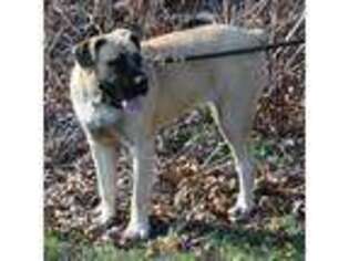 Boerboel Puppy for sale in Cleveland, OH, USA