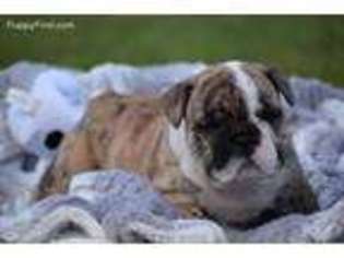Bulldog Puppy for sale in Kissee Mills, MO, USA
