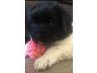 Newfoundland Puppy for sale in Almont, MI, USA