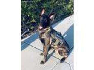 Belgian Malinois Puppy for sale in Oceanside, CA, USA
