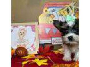 Yorkshire Terrier Puppy for sale in Lakewood, CO, USA