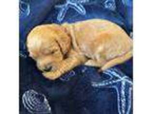 Goldendoodle Puppy for sale in Nokomis, FL, USA