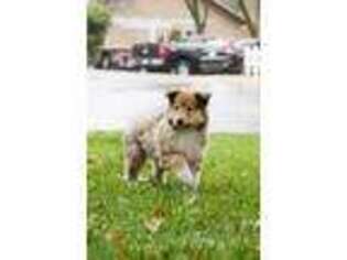 Collie Puppy for sale in Sacramento, CA, USA