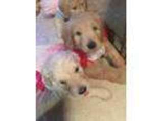 Goldendoodle Puppy for sale in Taunton, MA, USA
