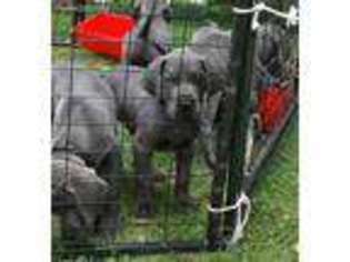 Great Dane Puppy for sale in Deerbrook, WI, USA