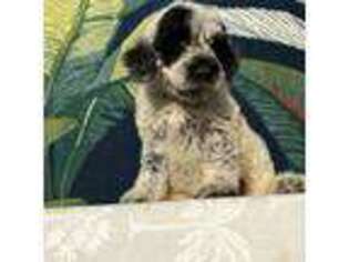 Portuguese Water Dog Puppy for sale in Honolulu, HI, USA