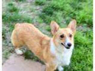 Pembroke Welsh Corgi Puppy for sale in Canton, OH, USA