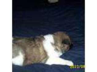 Akita Puppy for sale in Riggins, ID, USA