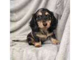 Dachshund Puppy for sale in Trenton, FL, USA