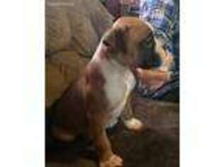 Boxer Puppy for sale in Plattsburgh, NY, USA