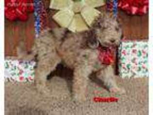 Goldendoodle Puppy for sale in Fredericktown, OH, USA