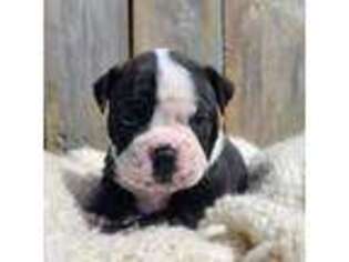 Olde English Bulldogge Puppy for sale in Stanchfield, MN, USA