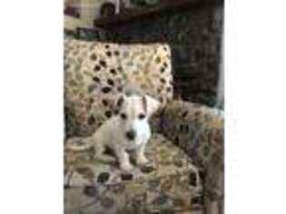 Jack Russell Terrier Puppy for sale in Fort Collins, CO, USA