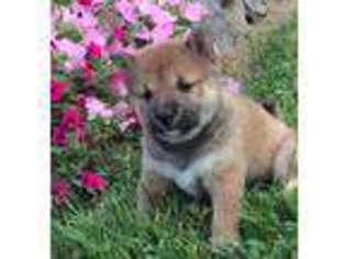 Shiba Inu Puppy for sale in Morgantown, PA, USA