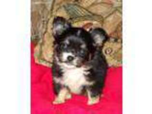 Chihuahua Puppy for sale in Caulfield, MO, USA