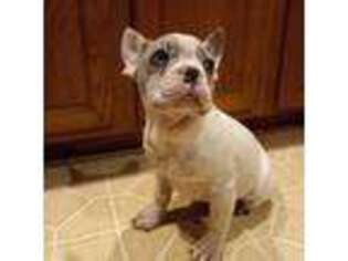 French Bulldog Puppy for sale in Durand, IL, USA