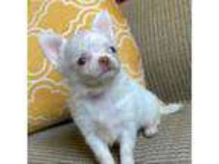 Chihuahua Puppy for sale in Buffalo, NY, USA
