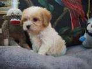 Cavachon Puppy for sale in Winston Salem, NC, USA
