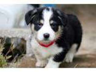 Pembroke Welsh Corgi Puppy for sale in Canadian, TX, USA