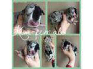 Great Dane Puppy for sale in Glenwood Springs, CO, USA