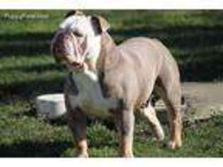 Olde English Bulldogge Puppy for sale in Lakeville, MN, USA