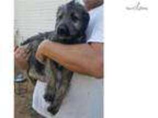 Irish Wolfhound Puppy for sale in Abilene, TX, USA