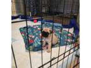 Pug Puppy for sale in West Suffield, CT, USA