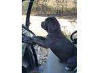 Neapolitan Mastiff Puppy for sale in Washburn, MO, USA