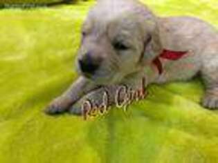 Goldendoodle Puppy for sale in Eatonville, WA, USA